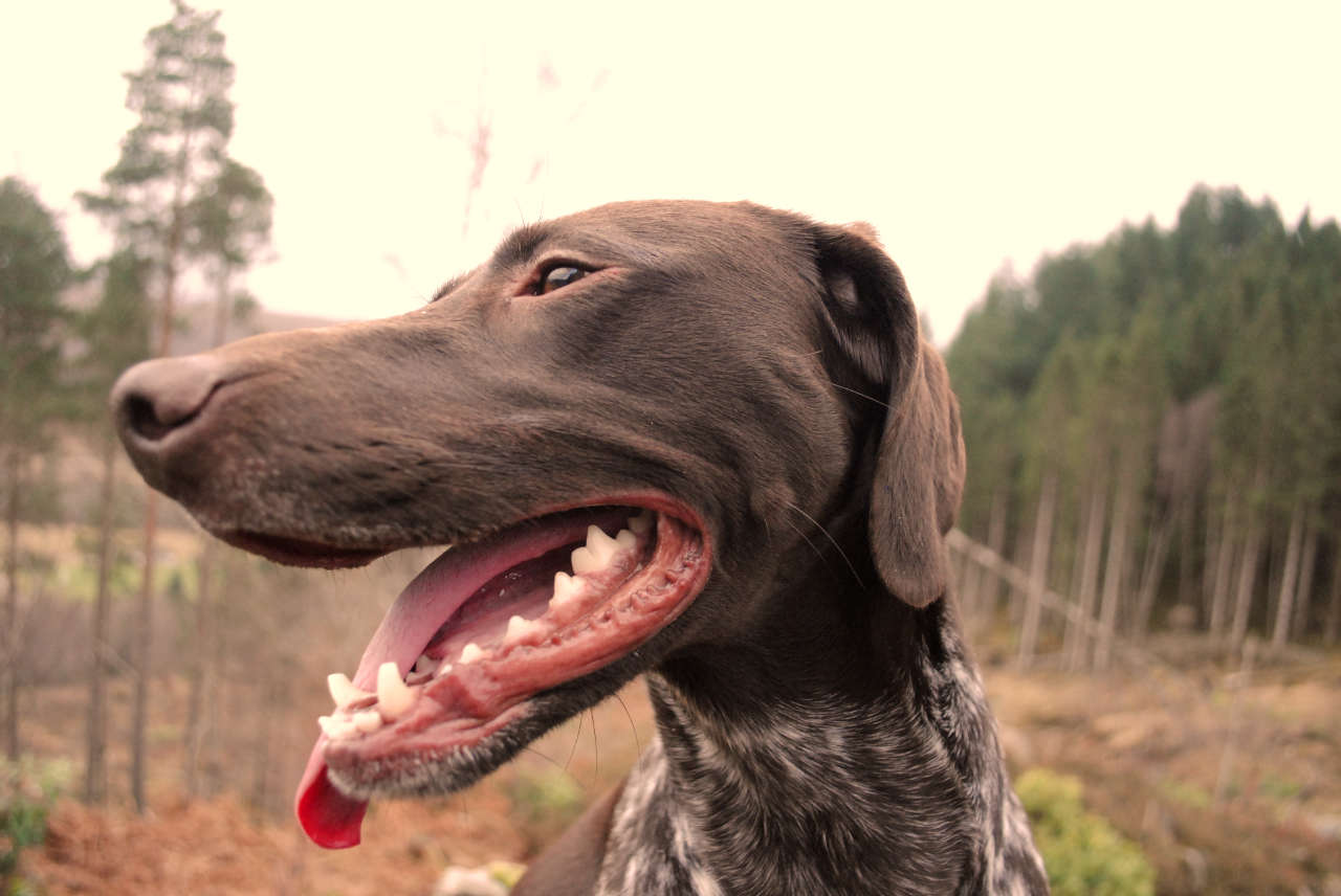 happy dog in the woods